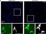 Mouse IgG (H+L) Highly Cross-Adsorbed Secondary Antibody in Immunocytochemistry (ICC/IF)