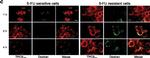 Rabbit IgG (H+L) Cross-Adsorbed Secondary Antibody in Immunocytochemistry (ICC/IF)