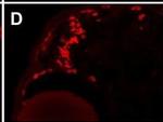 Mouse IgG2a Cross-Adsorbed Secondary Antibody in Immunohistochemistry (IHC)