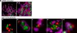 Mouse IgG (H+L) Cross-Adsorbed Secondary Antibody in Immunocytochemistry (ICC/IF)