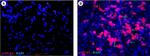 Mouse IgG (H+L) Cross-Adsorbed Secondary Antibody in Immunohistochemistry (IHC)