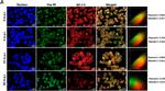 Mouse IgG (H+L) Cross-Adsorbed Secondary Antibody in Immunocytochemistry (ICC/IF)