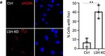 Mouse IgG (H+L) Cross-Adsorbed Secondary Antibody in Immunocytochemistry (ICC/IF)