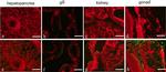 Rat IgG (H+L) Cross-Adsorbed Secondary Antibody in Immunohistochemistry (Paraffin) (IHC (P))