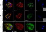 Rat IgG (H+L) Cross-Adsorbed Secondary Antibody in Immunocytochemistry (ICC/IF)