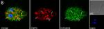 Rat IgG (H+L) Cross-Adsorbed Secondary Antibody in Immunocytochemistry (ICC/IF)