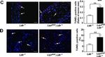 Rabbit IgG (H+L) Cross-Adsorbed Secondary Antibody in Immunohistochemistry (Frozen) (IHC (F))