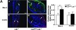 Rabbit IgG (H+L) Cross-Adsorbed Secondary Antibody in Immunohistochemistry (Frozen) (IHC (F))