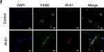 Rat IgG (H+L) Cross-Adsorbed Secondary Antibody in Immunocytochemistry (ICC/IF)