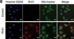 Rat IgG (H+L) Cross-Adsorbed Secondary Antibody in Immunocytochemistry (ICC/IF)