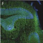 Human IgG (H+L) Cross-Adsorbed Secondary Antibody in Immunohistochemistry (Frozen) (IHC (F))