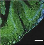 Human IgG (H+L) Cross-Adsorbed Secondary Antibody in Immunohistochemistry (Frozen) (IHC (F))