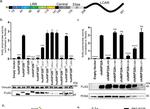 Mouse IgG (H+L) Highly Cross-Adsorbed Secondary Antibody in Western Blot (WB)