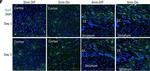 Rabbit IgG (H+L) Highly Cross-Adsorbed Secondary Antibody in Immunohistochemistry (IHC)