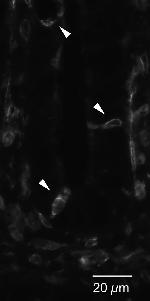 Goat IgG (H+L) Cross-Adsorbed Secondary Antibody in Immunohistochemistry (IHC)