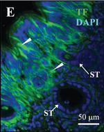 Guinea Pig IgG (H+L) Highly Cross-Adsorbed Secondary Antibody in Immunohistochemistry (IHC)