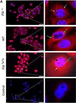 Mouse IgG (H+L) Cross-Adsorbed Secondary Antibody in Immunocytochemistry (ICC/IF)