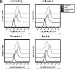 Rabbit IgG (H+L) Cross-Adsorbed Secondary Antibody in Flow Cytometry (Flow)