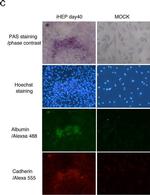 Mouse IgG (H+L) Cross-Adsorbed Secondary Antibody in Immunocytochemistry (ICC/IF)