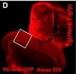 Rabbit IgG (H+L) Highly Cross-Adsorbed Secondary Antibody in Immunohistochemistry (PFA fixed) (IHC (PFA))