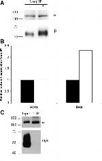 ATP1B1 Antibody in Western Blot (WB)