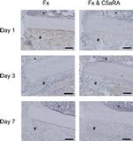 Rabbit IgG (H+L) Cross-Adsorbed Secondary Antibody in Immunohistochemistry (Paraffin) (IHC (P))