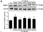 Rabbit IgG (H+L) Cross-Adsorbed Secondary Antibody in Western Blot (WB)