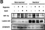 Mouse IgG (H+L) Secondary Antibody in Western Blot (WB)