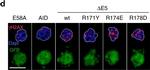 Rat IgG (H+L) Cross-Adsorbed Secondary Antibody in Immunocytochemistry (ICC/IF)