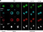 Rat IgG (H+L) Cross-Adsorbed Secondary Antibody in Immunocytochemistry (ICC/IF)