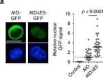 Rat IgG (H+L) Cross-Adsorbed Secondary Antibody in Immunocytochemistry (ICC/IF)