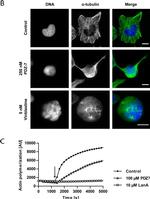 Mouse IgG (H+L) Cross-Adsorbed Secondary Antibody in Immunocytochemistry (ICC/IF)