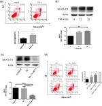 MUC1 Antibody