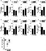 Phospho-IRS1 (Ser312) Antibody