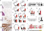 UCP1 Antibody in Immunohistochemistry (IHC)