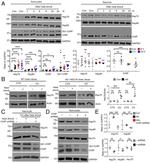 STUB1 Antibody