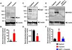 DLL1 Antibody