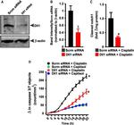 DLL1 Antibody