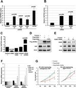 USP17L2 Antibody