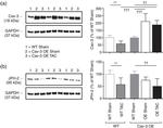 JPH2 Antibody in Western Blot (WB)