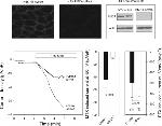 PMCA ATPase Antibody