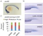 ATOH8 Antibody