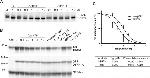 Phospho-Tau (Thr212) Antibody