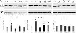 APAF1 Antibody