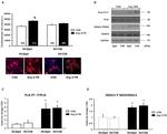 Phospholamban Antibody