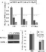 TGFBR2 Antibody