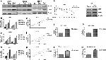 MCT1 Antibody