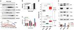 Androgen Receptor Antibody