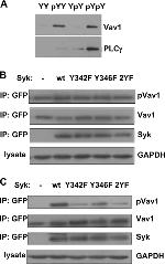 VAV1 Antibody