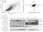 IGFBP4 Antibody